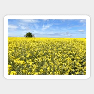 Cotswolds Rapeseed Field Sticker